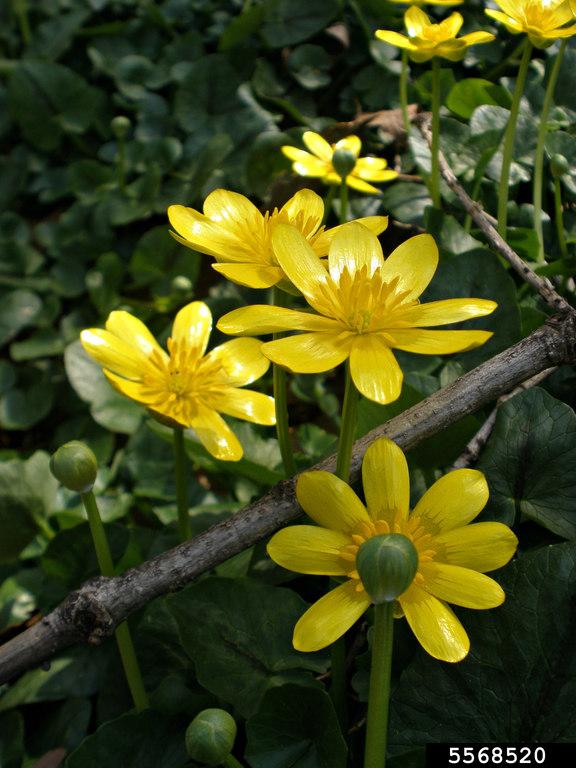 Lesser Celandine. Photo by Ansel Oommen, bugwood.org 