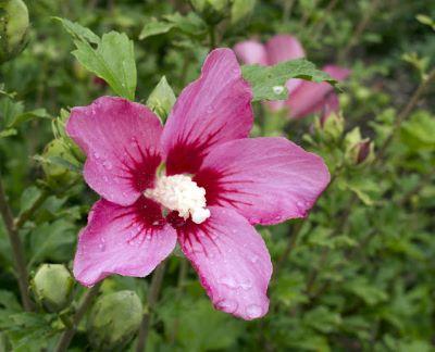 rose of Sharon flower