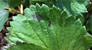 Figs. 2 Dark spots on strawberry leaves 