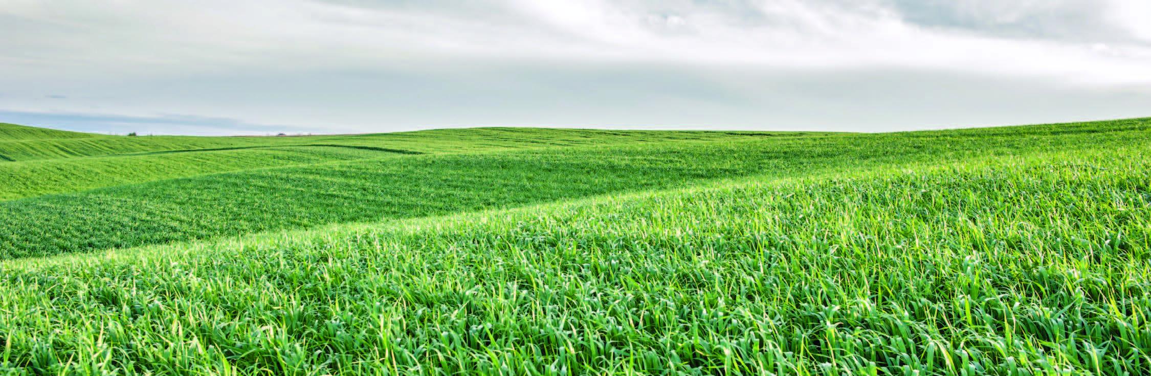 Field of crops