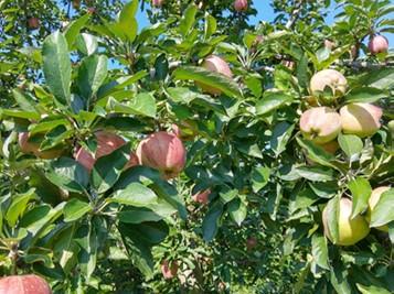 Apple tree