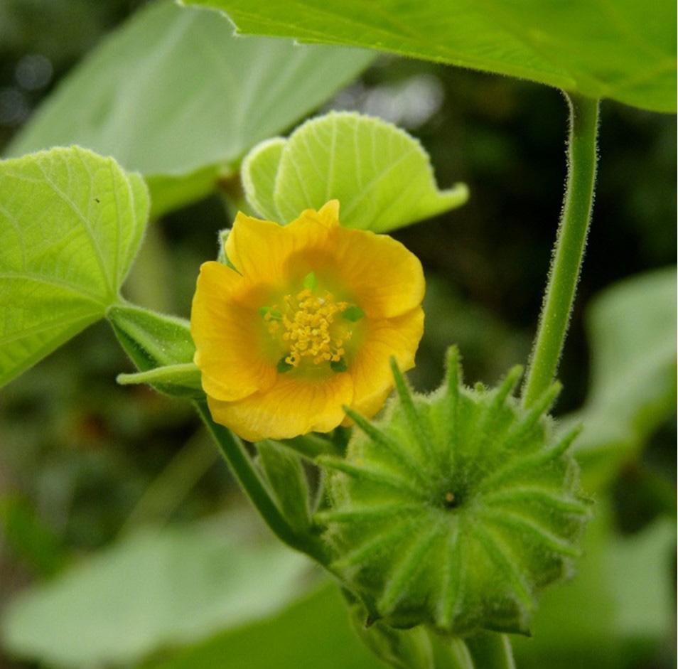 Fig. 2. Velvetleaf (Abutilon theophrasti). Attribute: Dendroica Cerulea (CC)