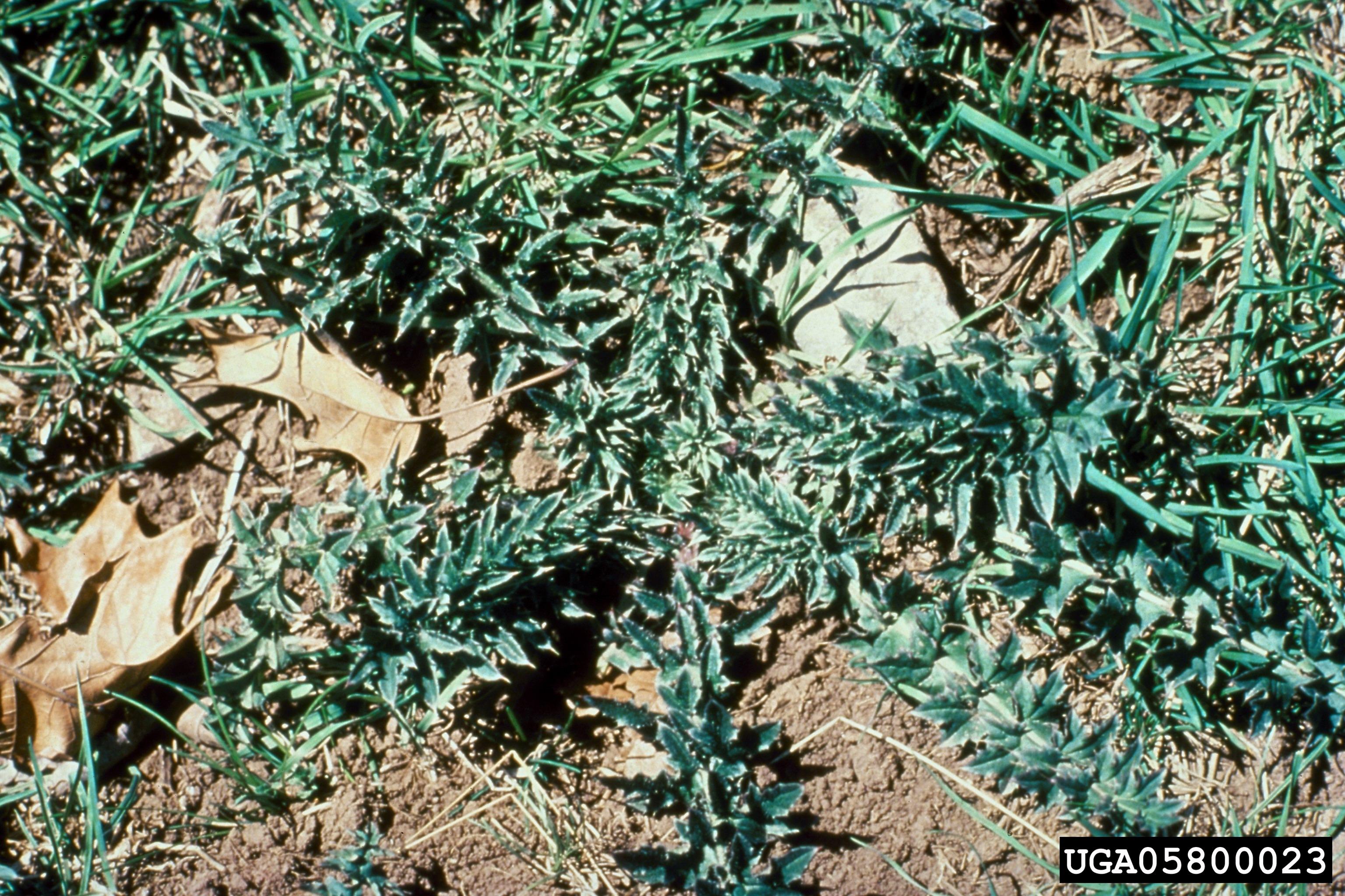 Plumeless thistle rosettes. Photo by Loke T. Kok, Virginia  Polytechnic Institute and State University, Bugwood.org