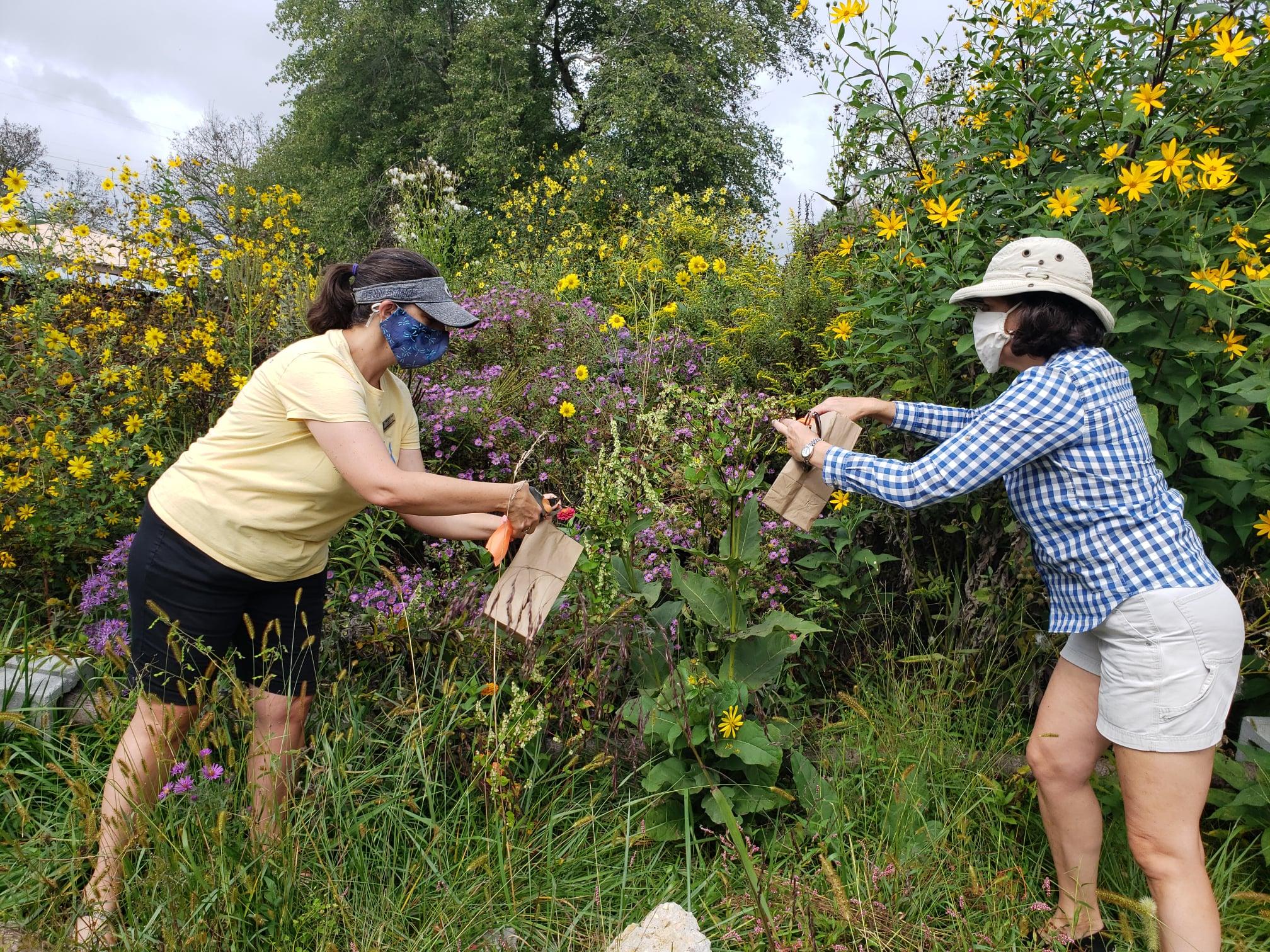 Seed Collection