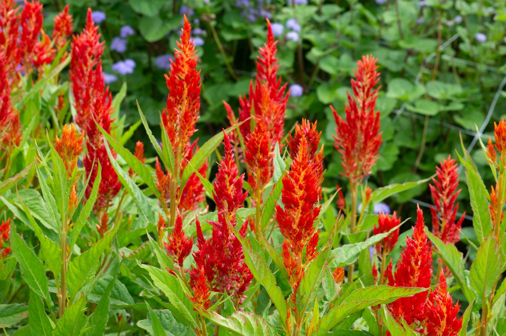 Plume type celosia