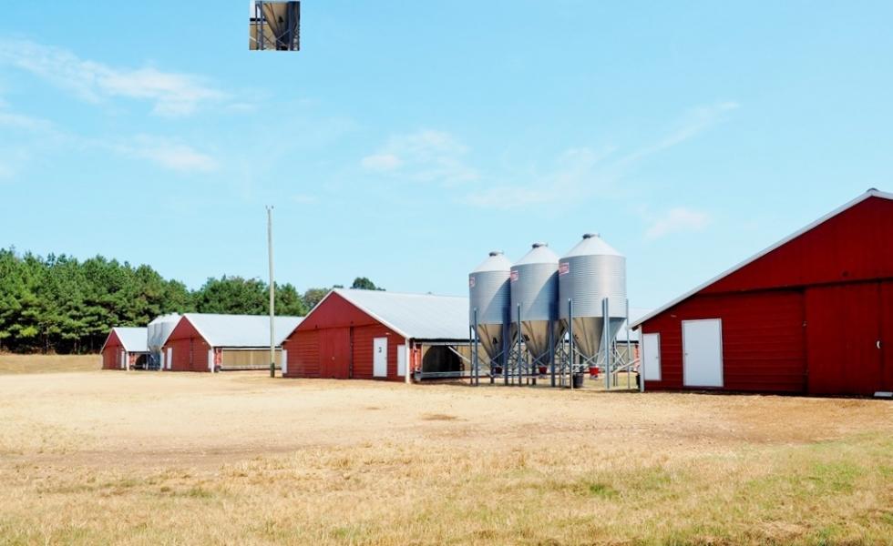 Commercial Poultry Farm houses