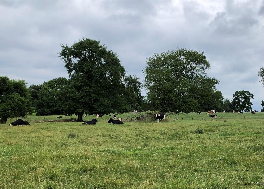 Cattle grazing in pasture