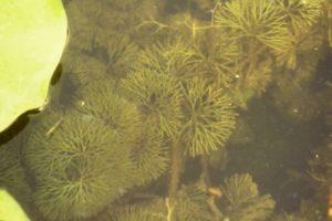 Fanwort - Texas A&M University