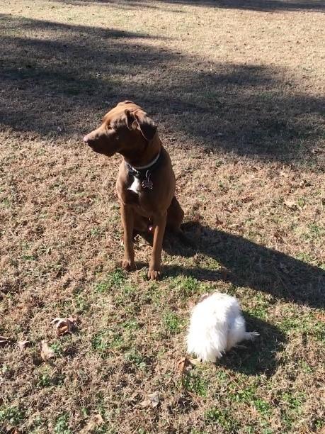 Young dog with chicken.