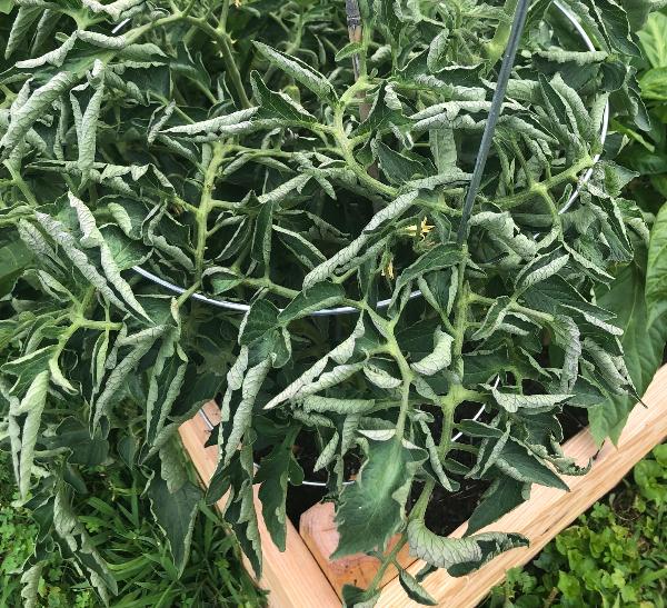 tomato leaves are curled upward 