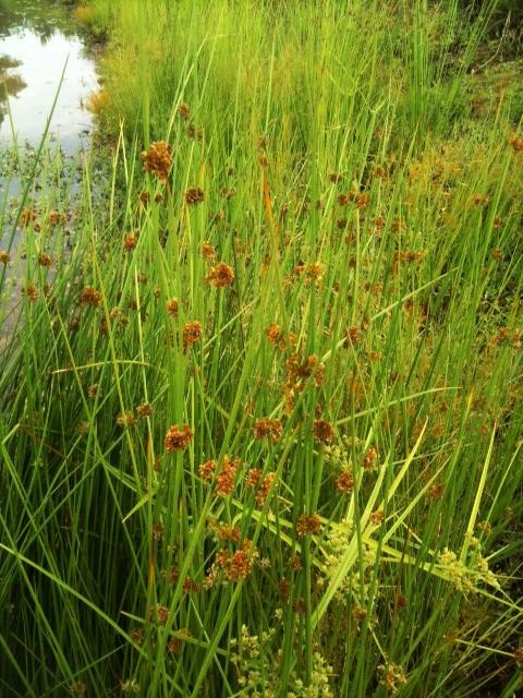 Sedges - Texas A&M University