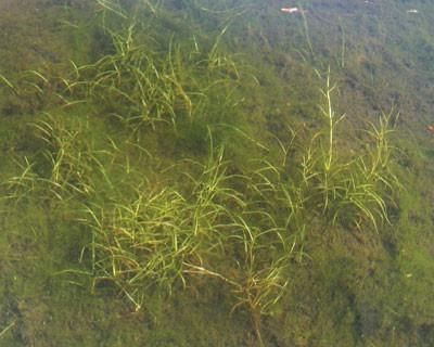 Slender Pondweed - University of Missouri