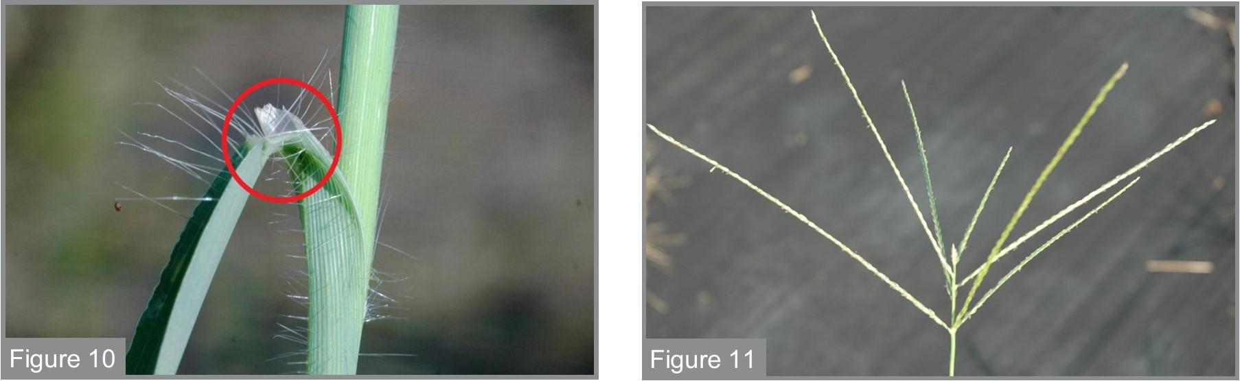 Hairy crabgrass ligule (left) and Hairy crabgrass seedhead (right)