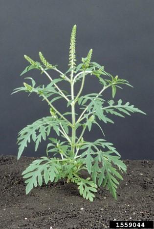 Common ragweed flower heads