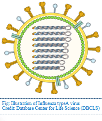 Avian Influenza model