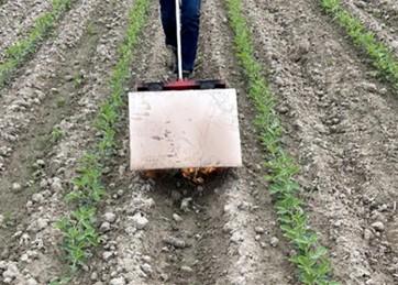 A flame treatment is applied to control emerged weeds in soybean.