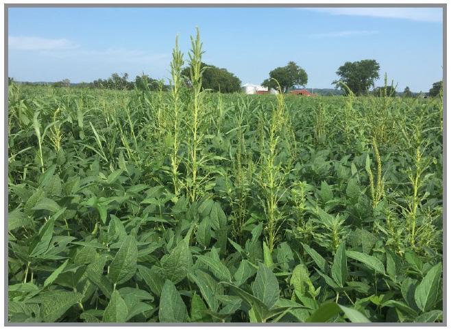 Palmer amaranth seedheads in a soybean field