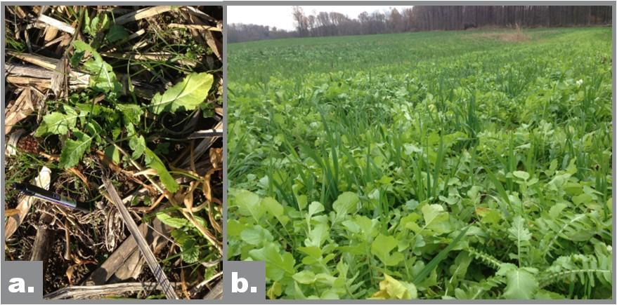 Forage radish cover crop on two farms