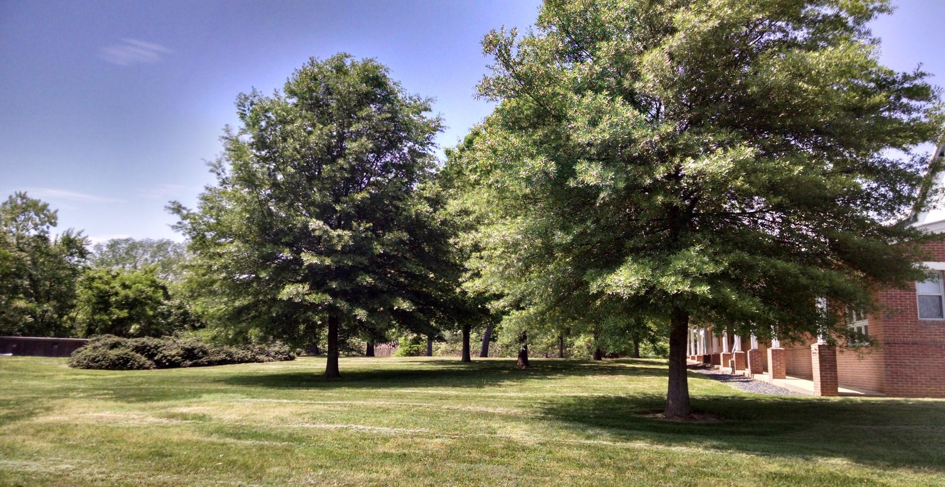 There are several trees in the front yard of a home.