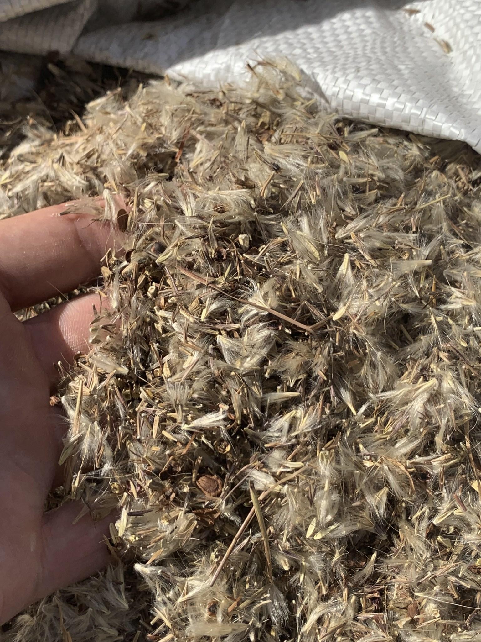 A hand holding a mix of fluffy native seeds.