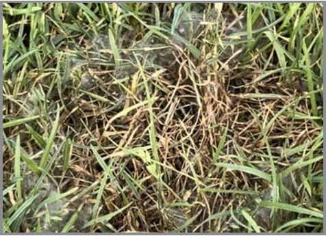 Mycelium of the Pythium sp. pathogen around the symptomatic area on perennial ryegrass.