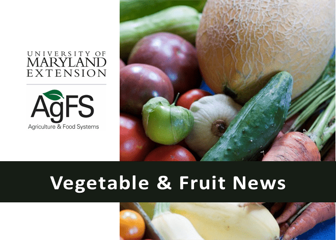 Vegetable and Fruit Newsletter header