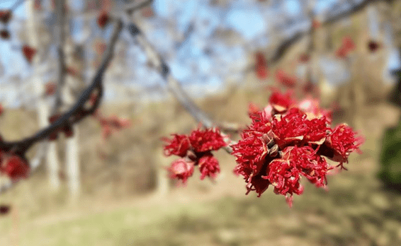 Early emergence of red maple flowers in spring. 