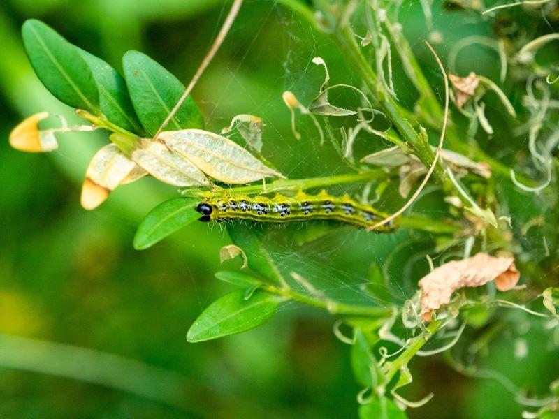 chewed boxwood leaves and the box tree moth caterpillar