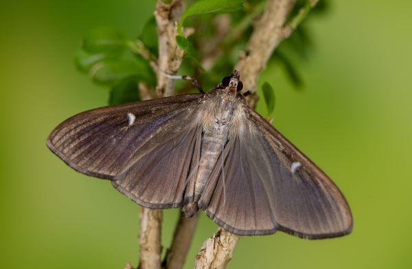 brown boxwood moth