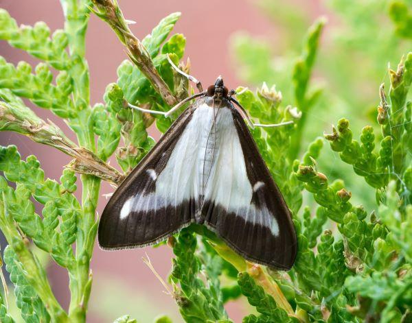 a white and black moth - box tree moth