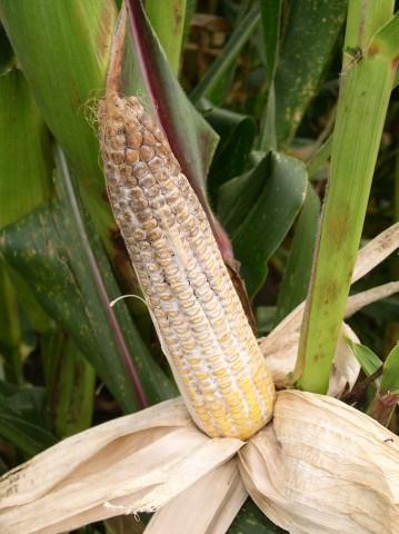 Diplodia on white corn