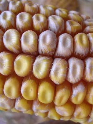 Fusarium on ear of corn