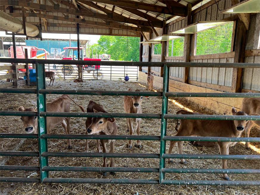 Calves in barn behind a green farm fence