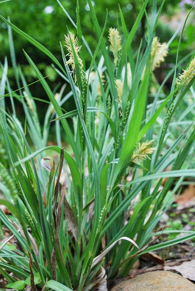 native blue sedge blooming