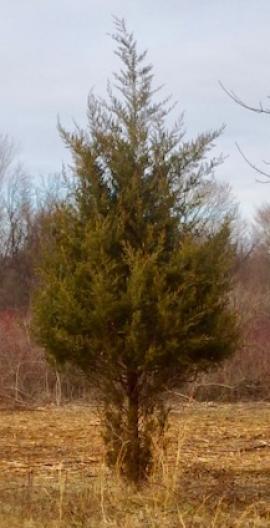 Eastern red cedar tree