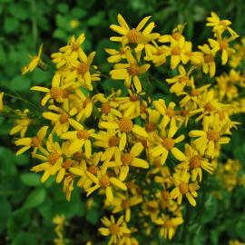 yellow flowers of native golden groundsel plant