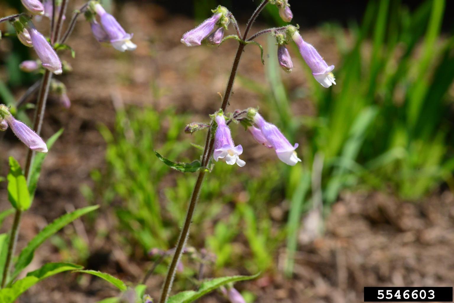 pink flowers of hairy beardtongue