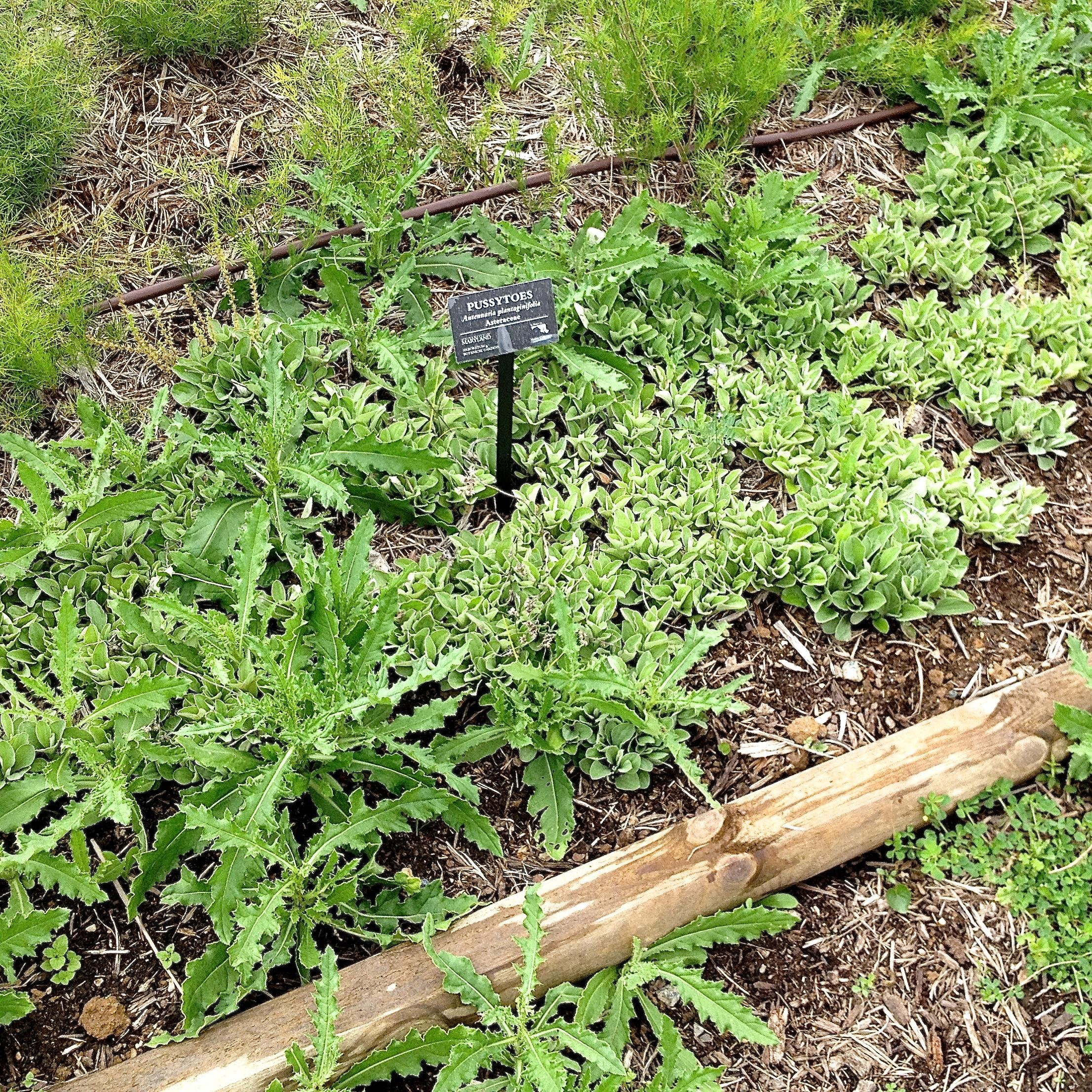 Canada thistle invading a garden plot