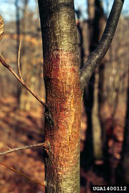 Chestnut blight