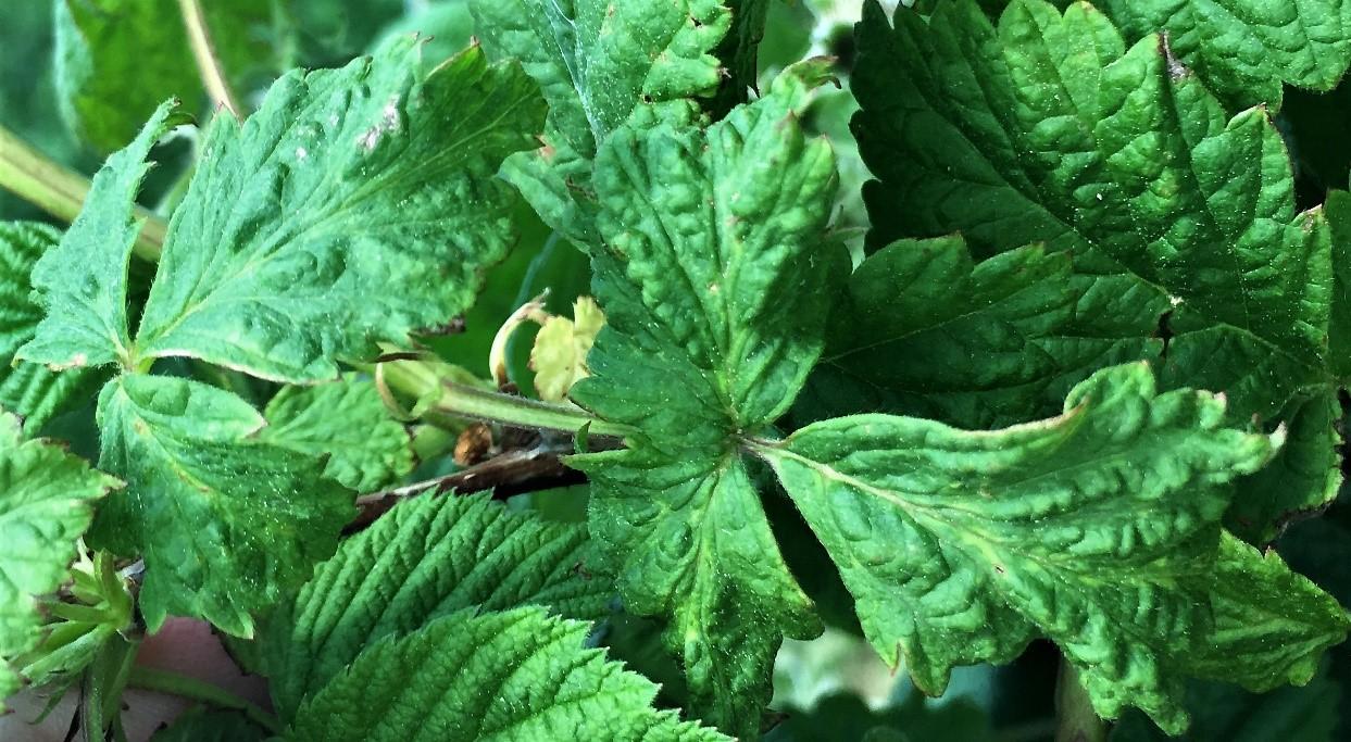 Raspberries broad mite feeding