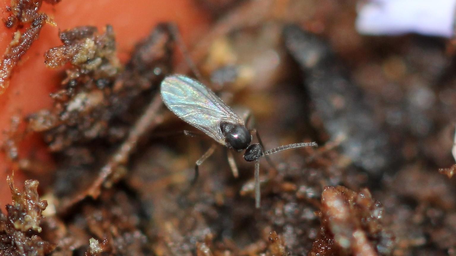 dark winged fungus gnat