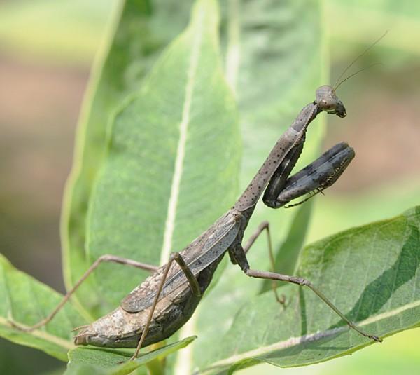 praying mantid on a leaf