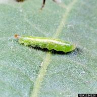 syrphid fly larva