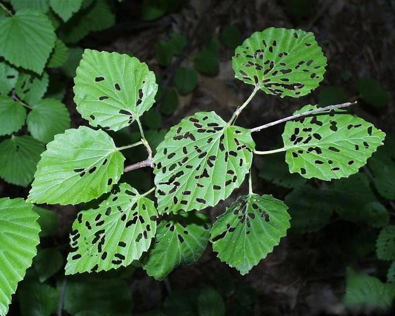 viburnum leaf beetle damage