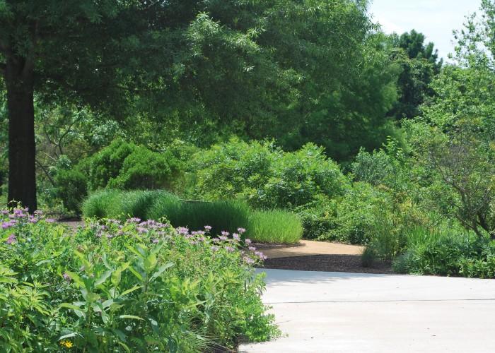 landscape planted with native plants