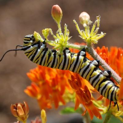 monarch caterpillar