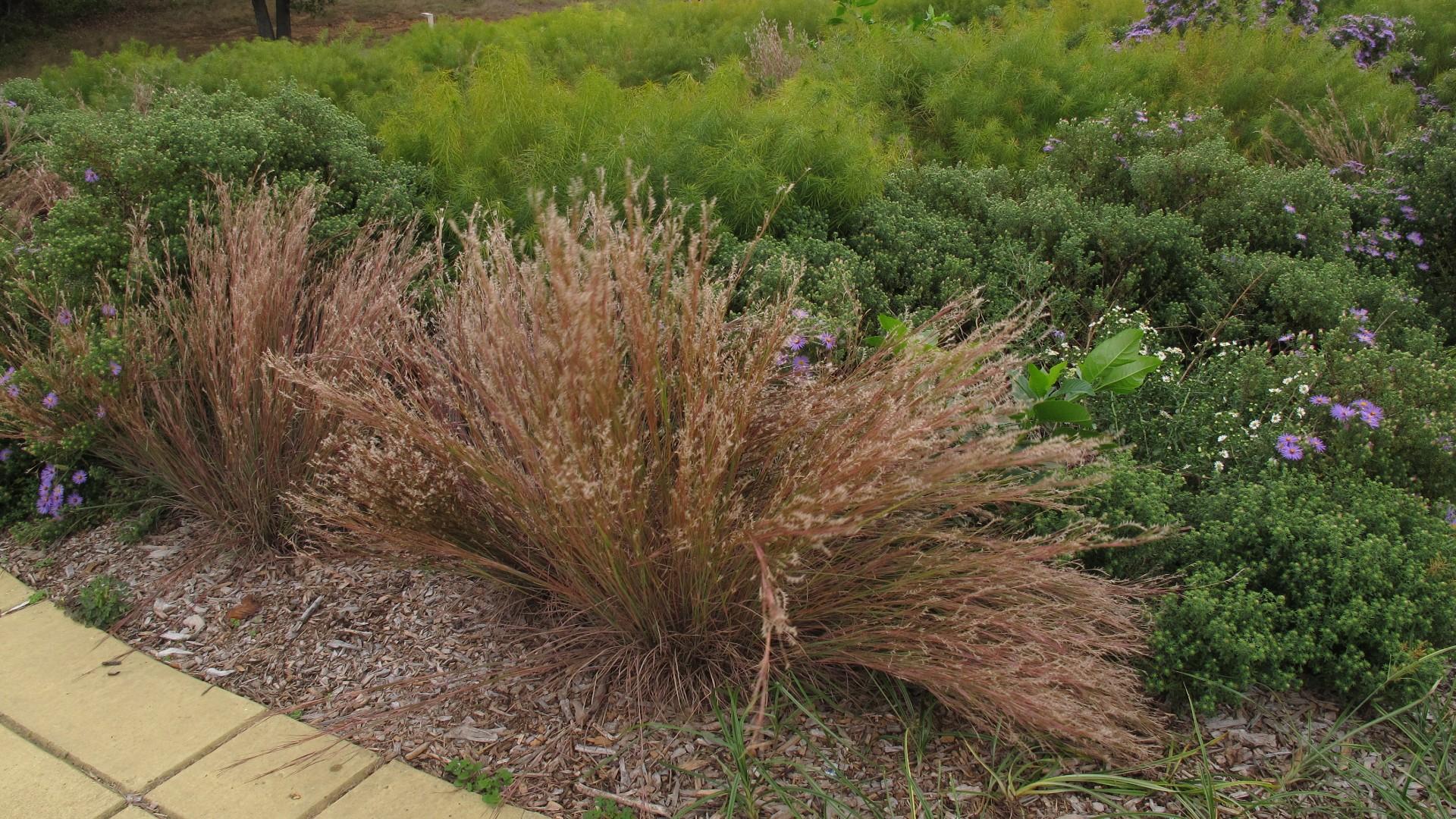 little bluestem grass in a garden setting