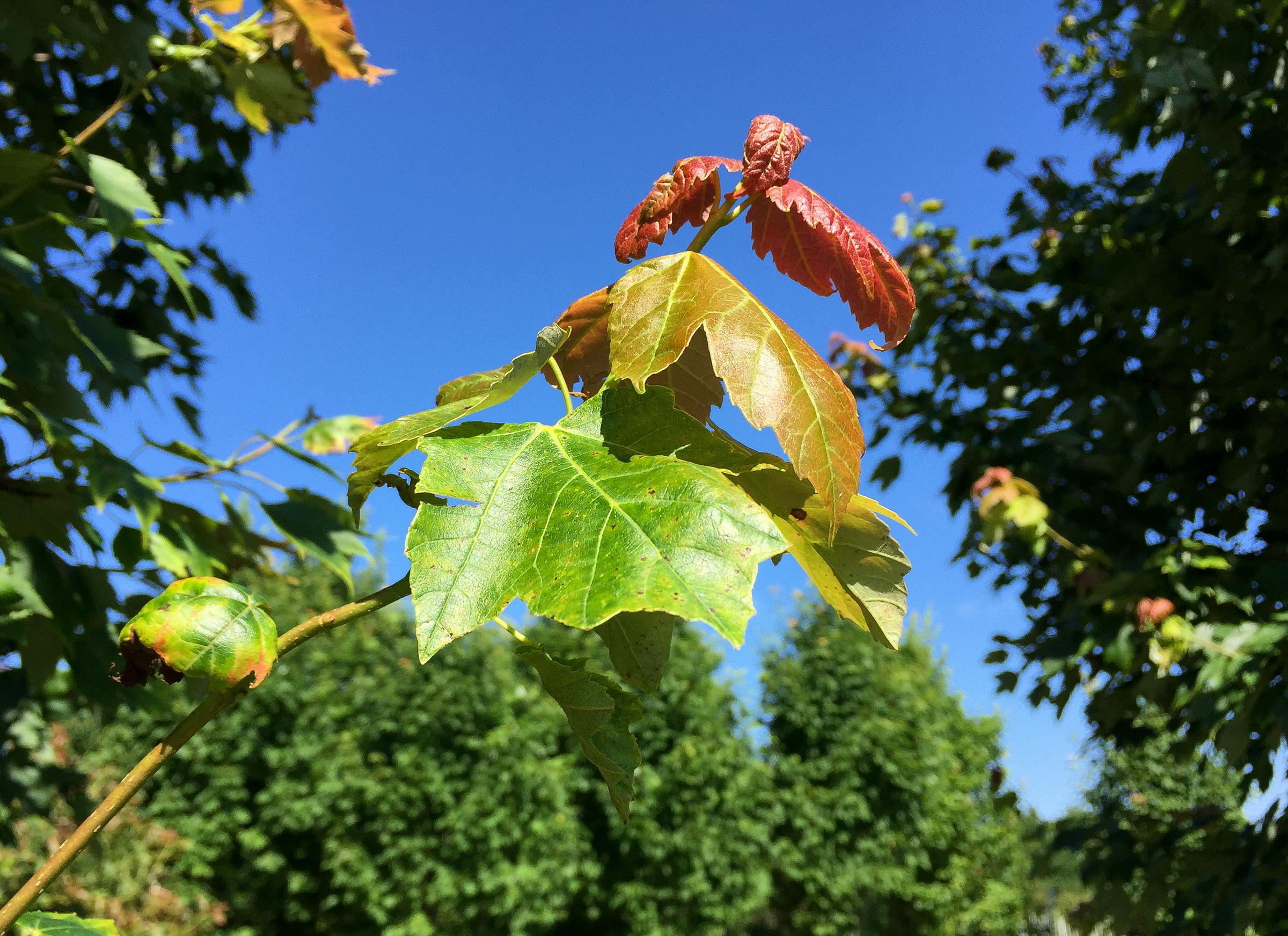 Close-up of potato leafhopper damage on maple