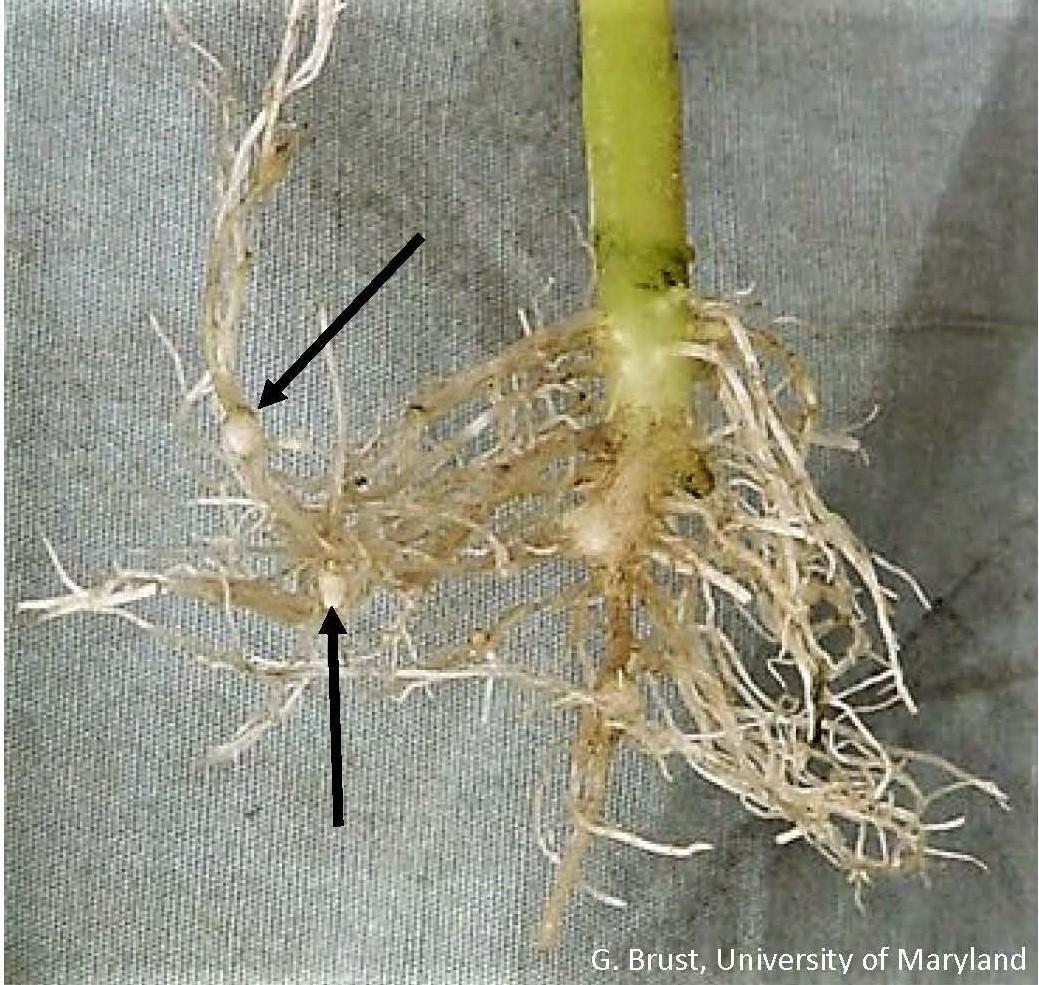 Two RKN galls on the roots of a cucumber plant