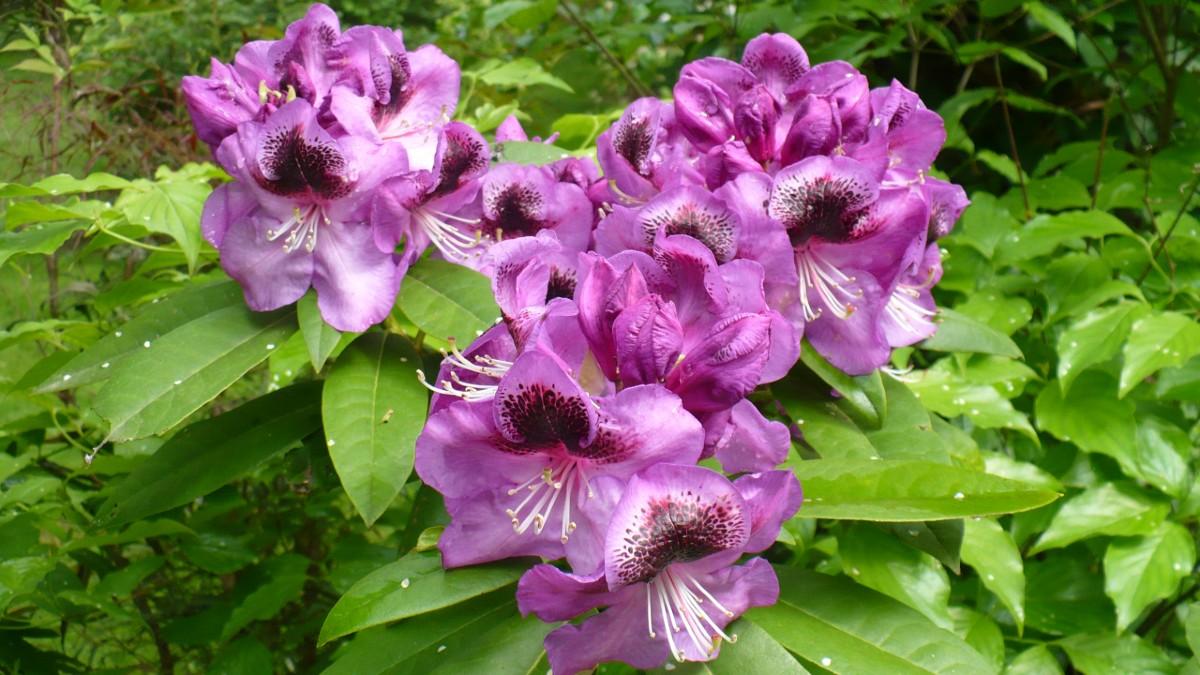 rhododendron bloom